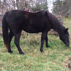 Meet your Posher, Alyssa